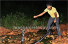 Bantwal : 13 feet long King Cobra spotted in arecanut farm